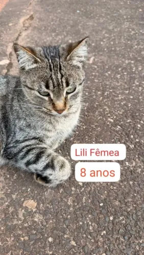Doação gata adulta