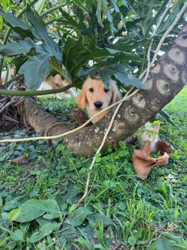 Filhotes de Golden Retriever