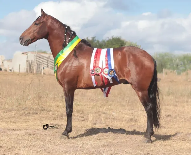 Garanhão Já Premiado em Pista