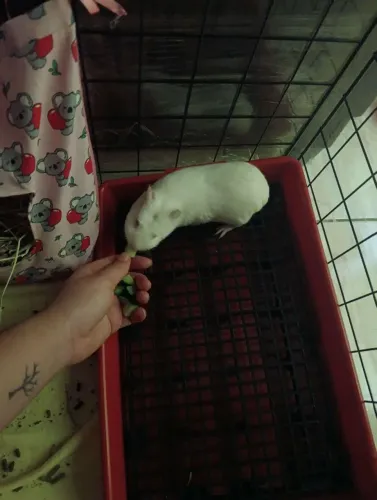 Porquinha da índia(fêmea)