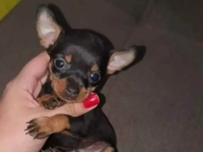 Pinscher mini