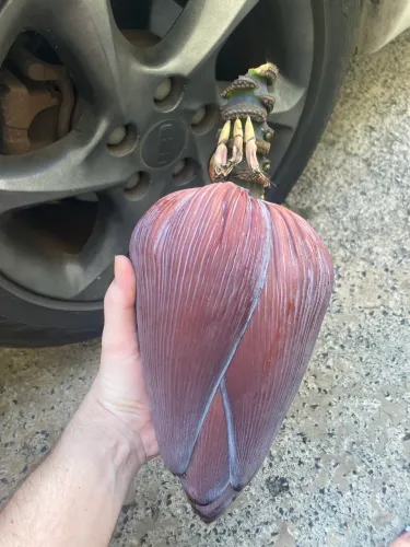 Coração de Bananeira (Cortado HOJE)