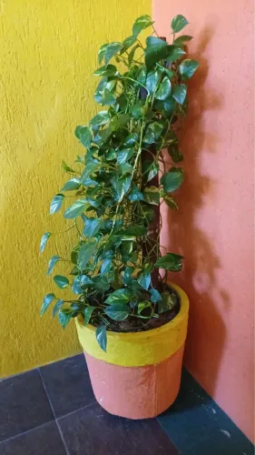 Vaso