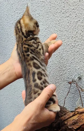 Filhotes BENGAL