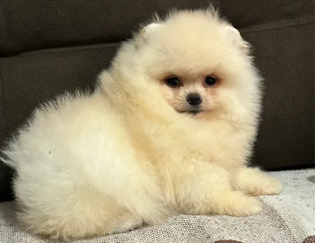 Lulu 