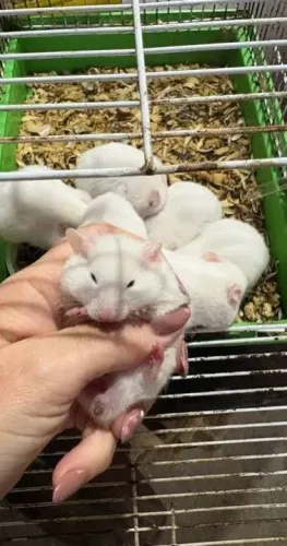 Hamster 