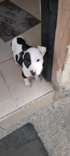 Pitbull