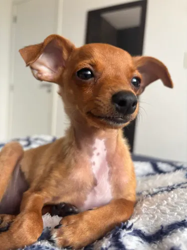 Pinscher Zero 