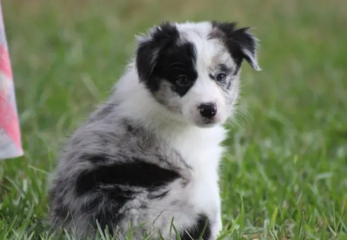 Border Collie Blue Merle: Filhote perfeito!