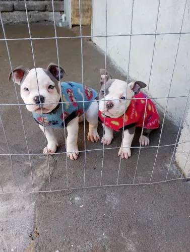 Filhote de American Bully