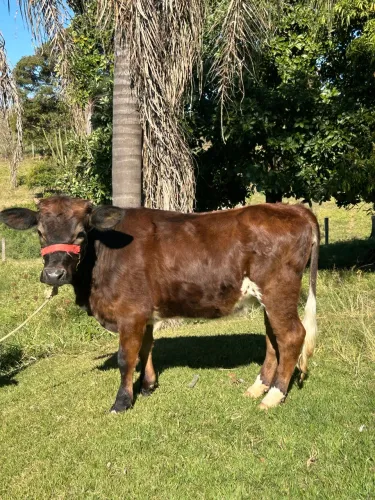 Mini vaca