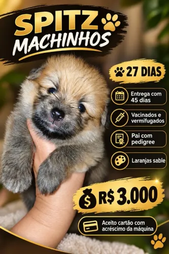 Splitz alemão machos