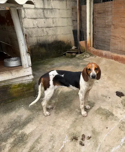 Cachorra foxhound americano Pura