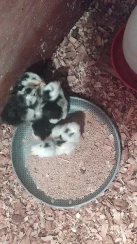 Vende-se pintinho gsb