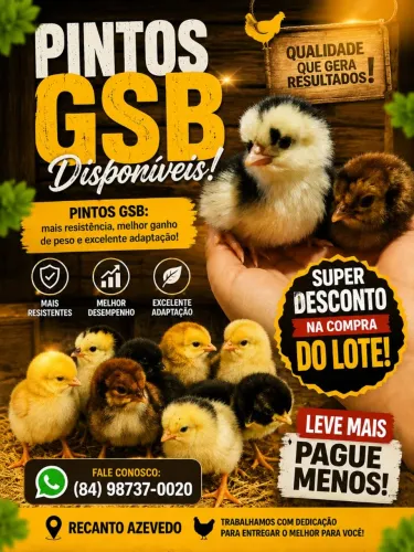 Pintos GSB