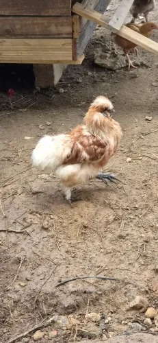 Galo novo sedoso (sedosa do japao)
