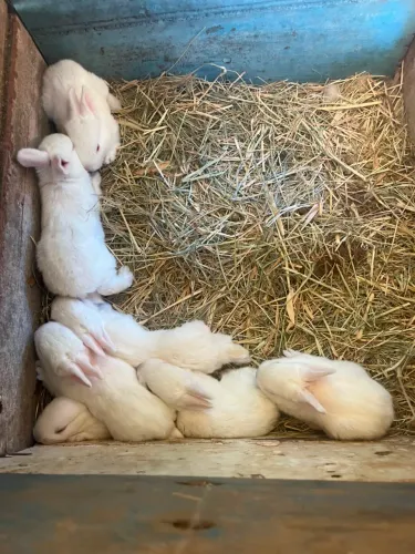 Coelhos Nova Zelândia 