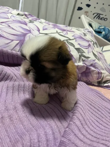 Vende-se shih tzu filhote