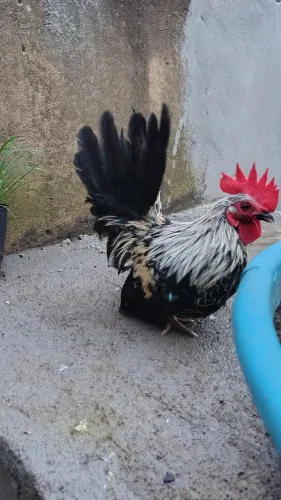 Garnizé Nagasaki Premium - Ovos, Pintinhos e Casais Adultos