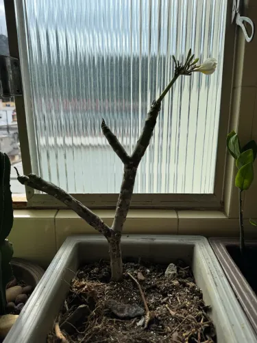 Vaso grande com planta ( jade manga)