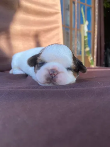 Shih tzu fêmea 