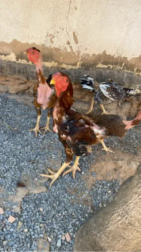 Galinhas Índias Gigantes