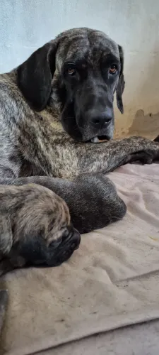 Filhotes de Fila Brasileiro
