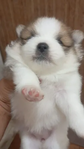 Spitz macho