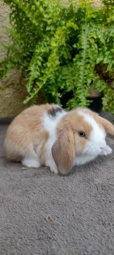Mini Lop Uruguaio