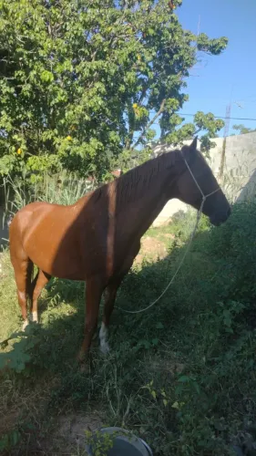 Cavalo quarto de milha