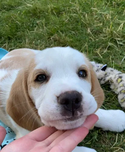 Beagle fêmea felicidade que te segue 