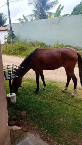 Vendo cavalo