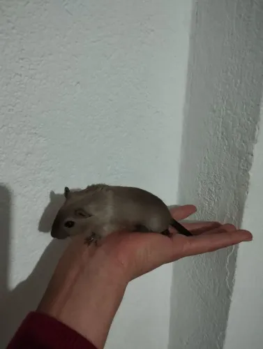 Casal Esquilo Da Mongólia Gerbil Cinza E Canela R$100 SP