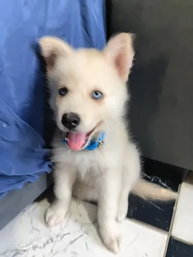 Husky siberiano macho