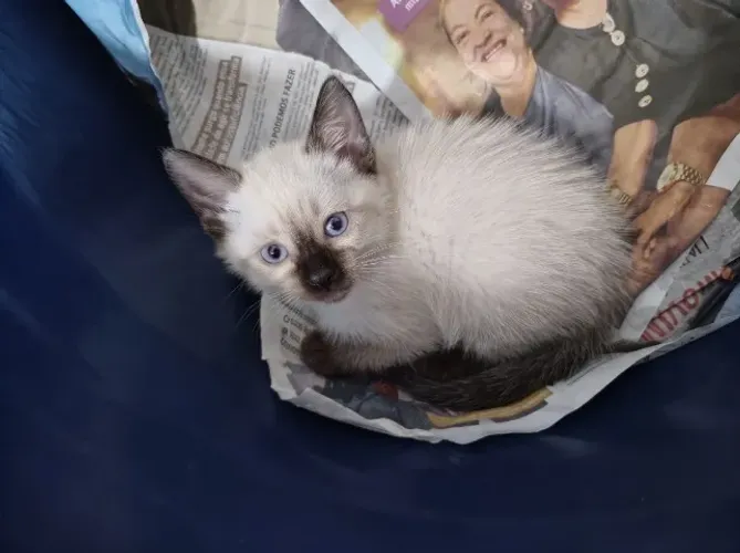 Filhote Gato Siamês Fêmea