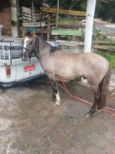 Cavalo Crioulo 