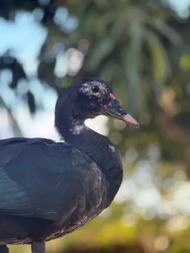 Pato selvagen