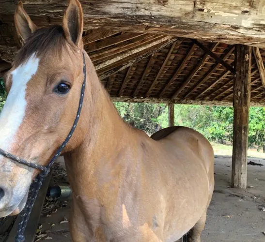 Cavalo quarto de milha