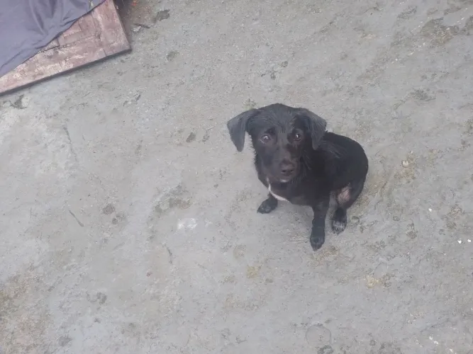Adoção cadela fêmea 4 meses 000