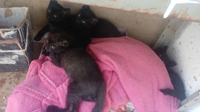 4 gatos filhotes para doação