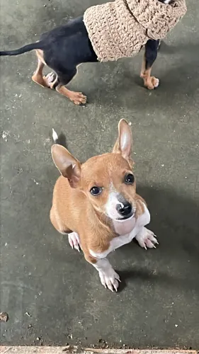 Pinscher bicolor tamanho 1 macho