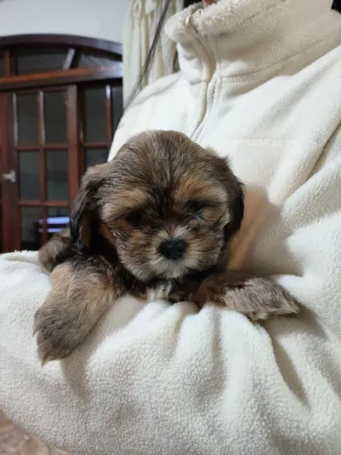 Filhote de shihtzu!