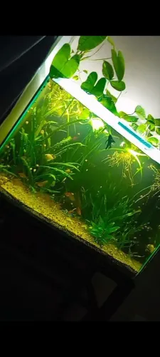 Vendo esse aquário 95 litros montado com faln preço a combinar