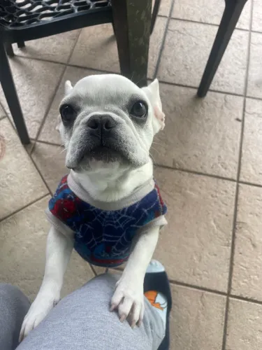 filhote de buldogue macho