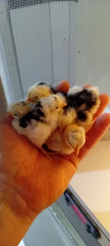 Vendas de pintinhos caipira raça gigante .vendas de mini galize jovens e ovos férteis