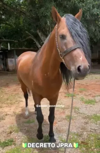 Vendo Cavalo Manga Larga Marchador! 8 anos. Oportunidade!