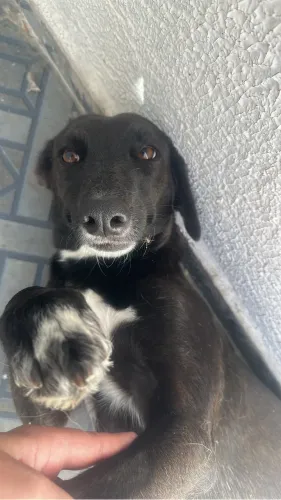 Doação de animais