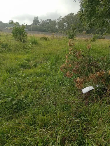 Terreno pé de platano em Santa maria