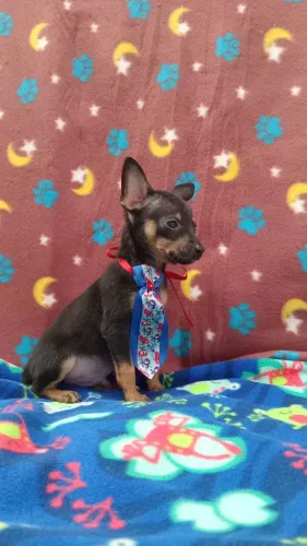 PINSCHER MACHO 