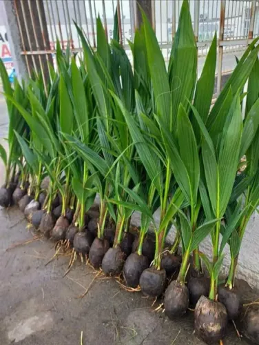Muda de Coco Anão